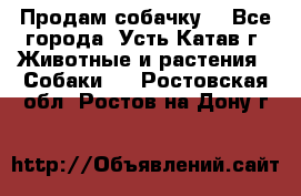 Продам собачку  - Все города, Усть-Катав г. Животные и растения » Собаки   . Ростовская обл.,Ростов-на-Дону г.